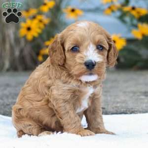 Cammi F1B, Cavapoo Puppy